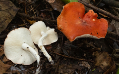 Leucopaxillus gracillimus