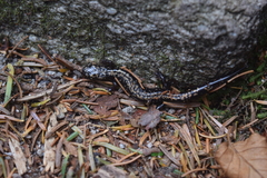 Plethodon welleri