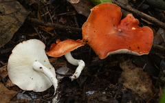 Leucopaxillus gracillimus