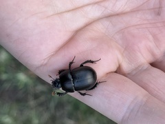 Geotrupes blackburnii