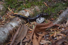 Plethodon welleri