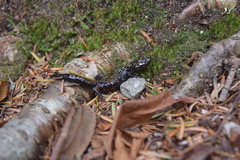 Plethodon welleri