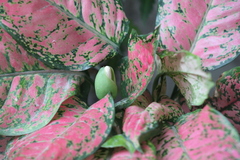 Aglaonema