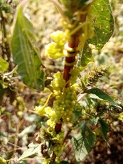 Cuscuta