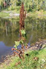 Rumex aquaticus