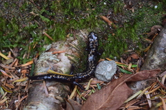 Plethodon welleri
