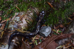 Plethodon welleri