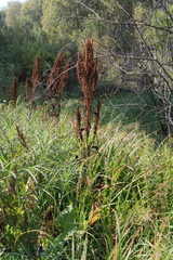 Rumex aquaticus