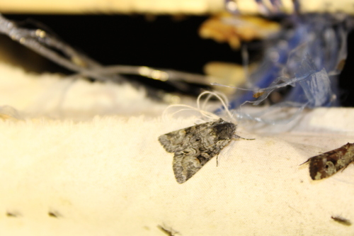 Snaky Arches Moth photo 5