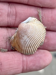 Dinocardium robustum