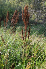Rumex aquaticus