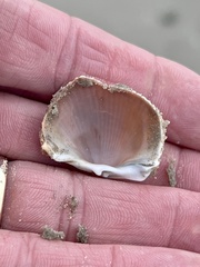 Dinocardium robustum