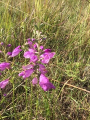 Physostegia pulchella