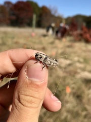 Pardalophora apiculata