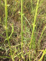 Physostegia pulchella