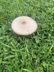 Chlorophyllum molybdites image