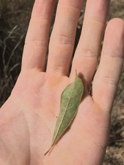 Sideroxylon lanuginosum