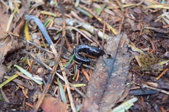 Plethodon welleri