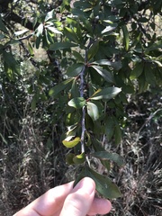 Sideroxylon lanuginosum