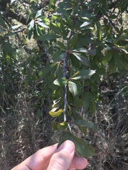 Sideroxylon lanuginosum