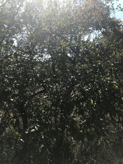 Sideroxylon lanuginosum