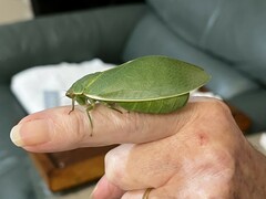 Cystosoma saundersii