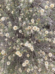 Heterotheca canescens