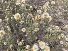 Heterotheca canescens