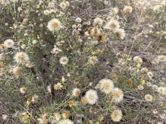 Heterotheca canescens