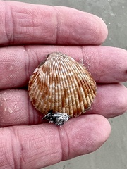 Dinocardium robustum