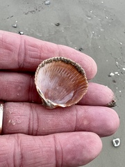 Dinocardium robustum