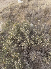 Heterotheca canescens