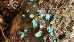 Chlorociboria