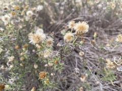 Heterotheca canescens