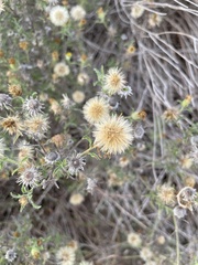 Heterotheca canescens