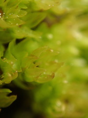 Aulacomnium palustre