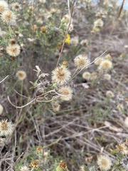 Heterotheca canescens