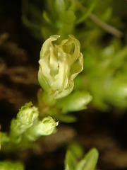 Aulacomnium palustre