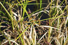 Cyperus blepharoleptos