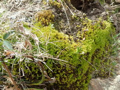 Aulacomnium palustre