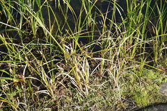 Cyperus blepharoleptos
