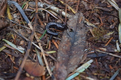 Plethodon welleri