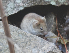 Clethrionomys gapperi