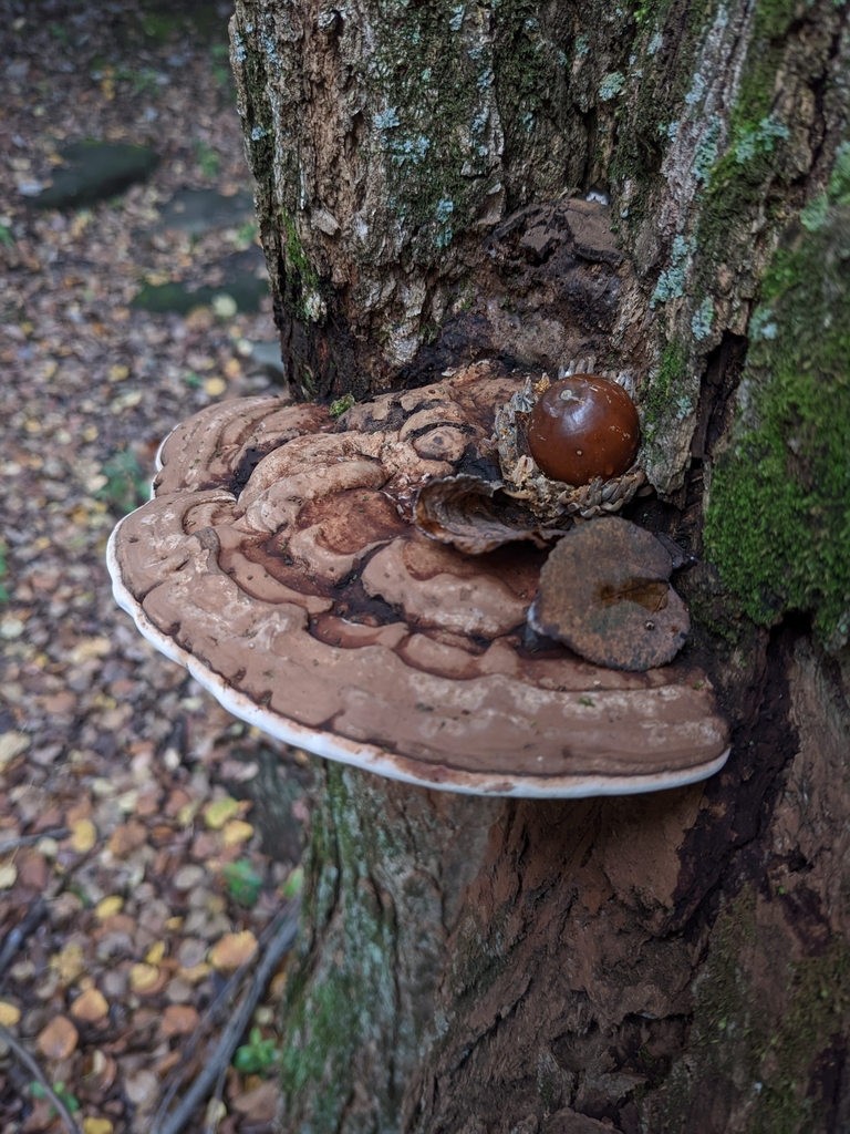 Ganoderma applanatum · October 2022 · photo: © munenori_yamakawa (iNaturalist, cc-by)