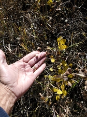 Symphoricarpos occidentalis