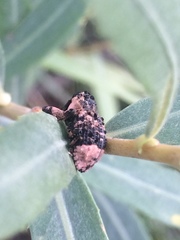 Cryptorhynchus lapathi