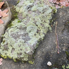Phaeophyscia adiastola