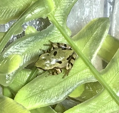 Hyla wrightorum