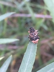 Cryptorhynchus lapathi