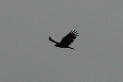 Cathartes aura septentrionalis